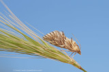 Cynaeda dentalis