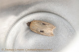 Acleris lorquiniana 