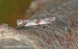 Pempelia palumbella
