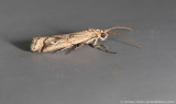 Pempelia genistella
