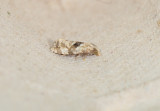 Phalonidia udana