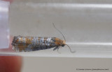 Pseudococcyx turionella