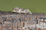 Rough-winged Conch