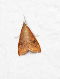 Rusty-dot Pearl