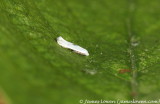Pseudopostega auritella
