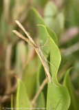 Saltmarsh Plume