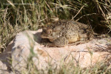 Berber Toad