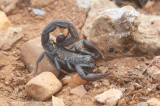 Slender-tailed Black Scorpion