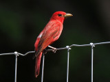 P6013229 - Summer Tanager No 2.jpg