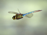 Draongflies and Wildlife of Northwest Park