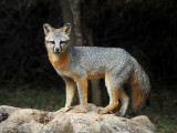 Pedernales Falls S.P. - Gray Fox
