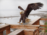 Alaskan Eagle Photos
