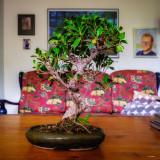 Ficus Retusa