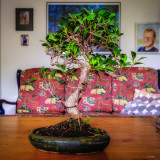 Ficus Retusa