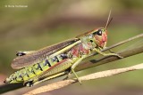 Cockroaches - Earwings - Grasshoppers