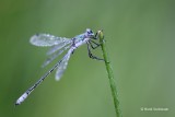 Lestes dryas - Tangpantserjuffer 1.JPG