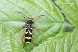 Clytus arietis - Kleine Wespenboktor.JPG