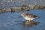 Calidris maritima - Paarse Strandloper 1.JPG