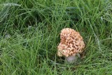 Morchella esculenta - Gewone Morielje 4.JPG