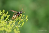 Polistes dominula - Franse Veldwesp 1.JPG