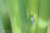 Cicadella viridis - Groene Rietcicade 1.JPG