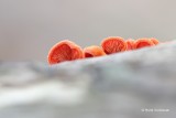 Crepidotus cinnabarinus - Rood Oorzwammetje 1.JPG