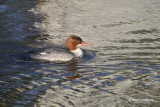 Mergus merganser - Grote Zaagbek 2.JPG