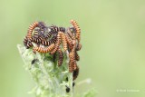 Erebidae - Spinneruilen