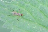 Micropezidae - Spillebeenvliegen