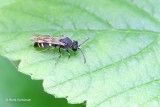 Crabronidae