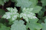 Erysiphaceae