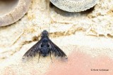 Bombyliidae - Wolzwevers