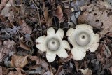 Geastraceae