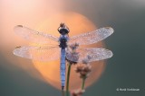Libellulidae - Korenbouten