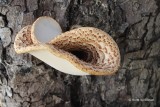 Polyporaceae