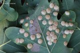 Cynipidae - Galwespen