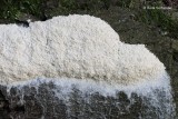 Slime molds