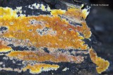 Meruliaceae