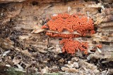 Slime molds