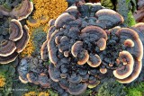 Trametes versicolor - Gewoon Elfenbankje 8.JPG