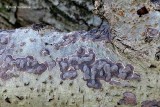 Peniophoraceae