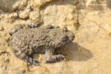 Amphibia - Amfibieën