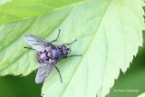 Calliphoridae - Vleesvliegen