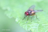 Muscidae - Echte Vliegen