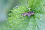 Curculionidae - Snuitkevers