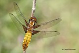 Libellula depressa - Platbuik 6.JPG