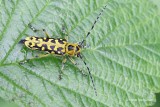 Cerambycidae - Boktorren