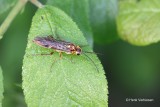 Sawflies