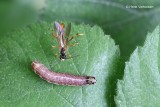 Noctuidae - Uilen