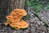 Laetiporus sulphureus - Zwavelzwam 10.JPG